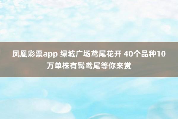 凤凰彩票app 绿城广场鸢尾花开 40个品种10万单株有髯鸢尾等你来赏