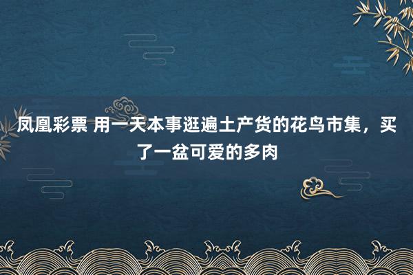 凤凰彩票 用一天本事逛遍土产货的花鸟市集，买了一盆可爱的多肉